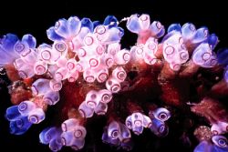 Anemone.
fondo bombillo, Varadero, Cuba.
MMII, macro 2T. by Erich Reboucas 